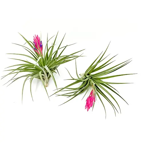 Flowering Tillandsia Stricta air plants with pink blooms