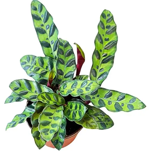 Rattlesnake Calathea plant with striking patterned leaves in a pot
