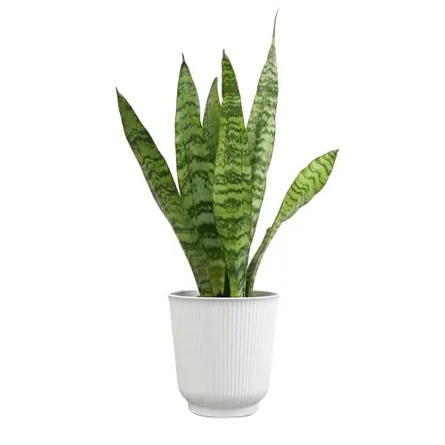 Variegated Snake Plant in white decorative pot