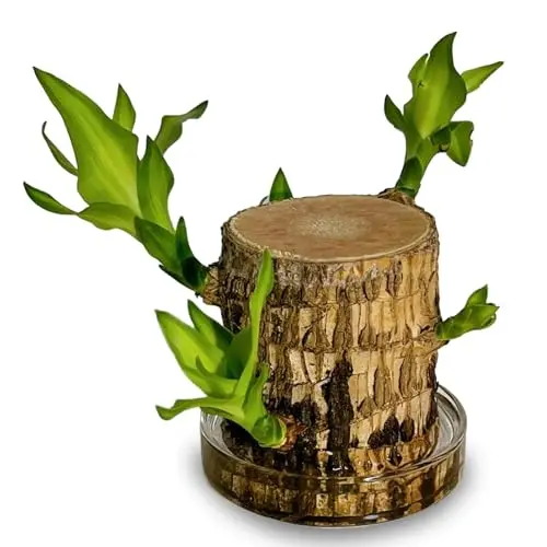 Joxipe Brazilian Lucky Tree with wooden stakes and leaves